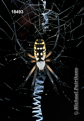 Argiope aurantia